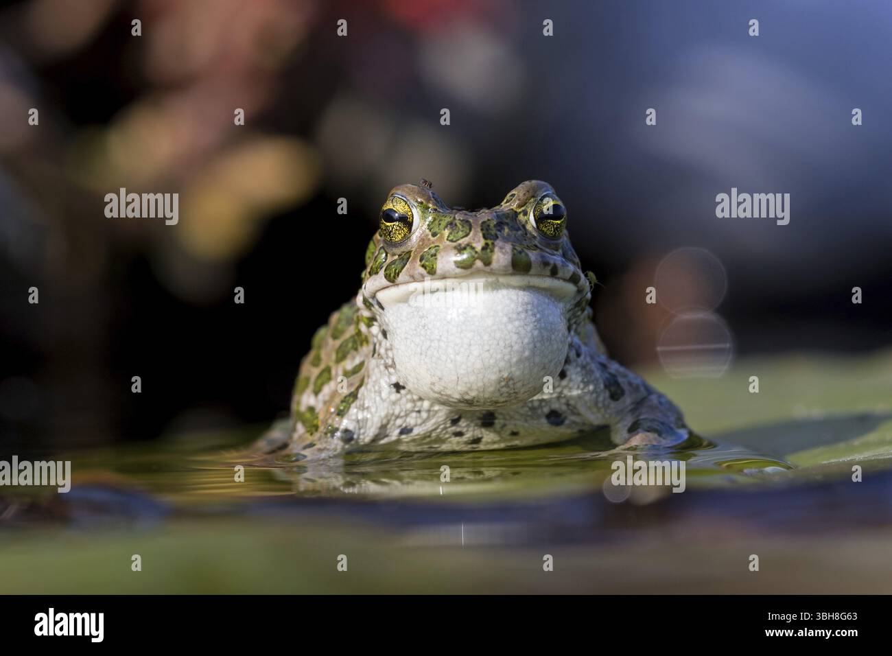 Crapaud vert, crapaud vert, crapaud maison, crapaud variable, crapaud village, crapaud panaché, (Bufotes viridis), animaux, grenouilles, famille des crapauds, Beindersheim, Bad Dï¿½ Banque D'Images
