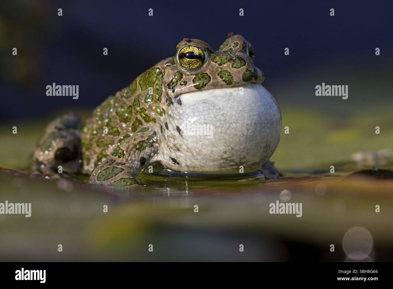 Crapaud vert, crapaud vert, crapaud maison, crapaud variable, crapaud village, crapaud panaché, (Bufotes viridis), animaux, grenouilles, famille des crapauds, Beindersheim, Bad Dï¿½ Banque D'Images