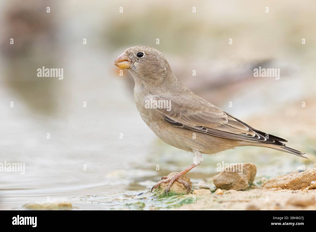 Finch du désert, famille des Finch, Finch, Finch trompettiste, (Rhodopechys githaginea), Roselin githagine, Bouvreuil githagine, Camachuelo Trompetero, Celias Wa Banque D'Images