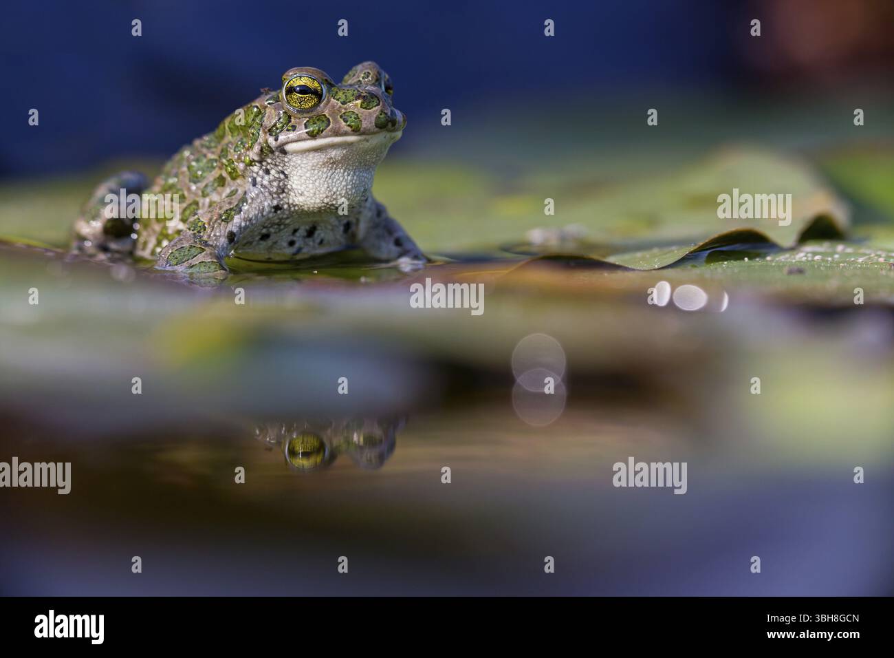 Crapaud vert, crapaud vert, crapaud maison, crapaud variable, crapaud village, crapaud panaché, (Bufotes viridis), animaux, grenouilles, famille des crapauds, Beindersheim, Bad Dï¿½ Banque D'Images