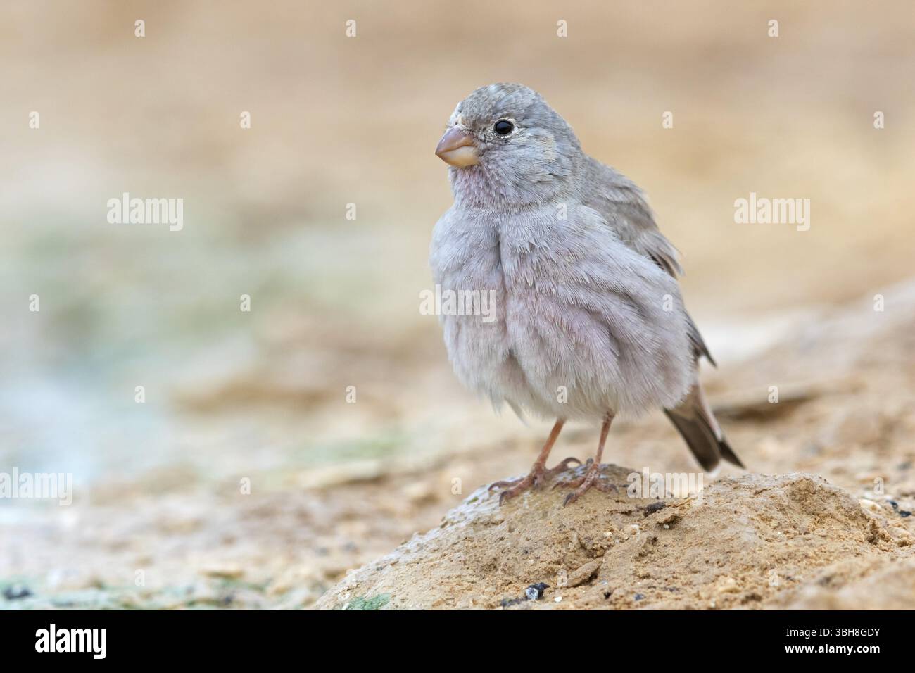Finch du désert, famille des Finch, Finch, Finch trompettiste, (Rhodopechys githaginea), Roselin githagine, Bouvreuil githagine, Camachuelo Trompetero, Celias Wa Banque D'Images