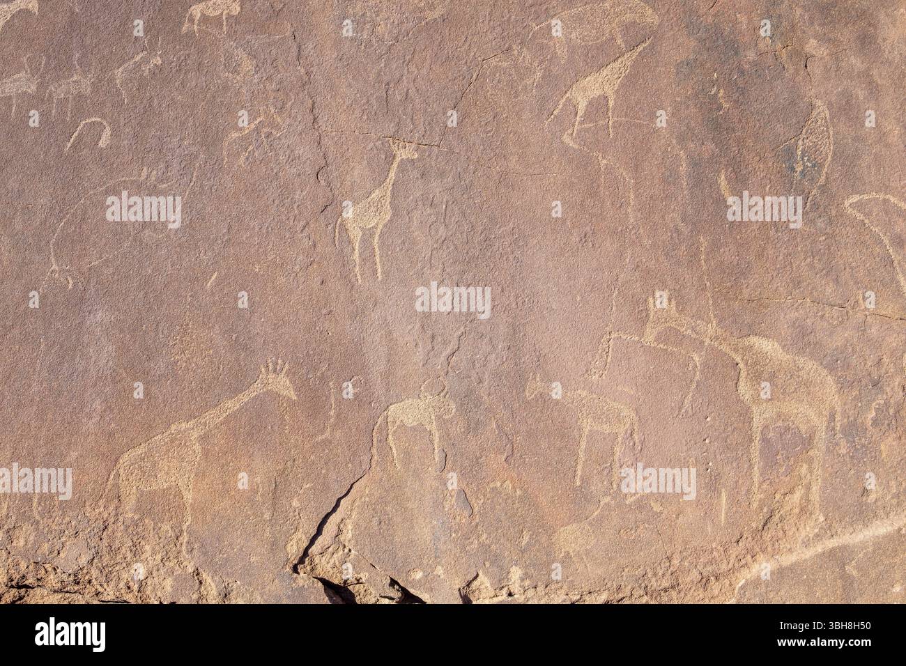 Représentations d'animaux sur une dalle de roche, pétroglyphes, gravures rupestres, Twyfelfontein, Kunene, Namibie, Afrique Banque D'Images