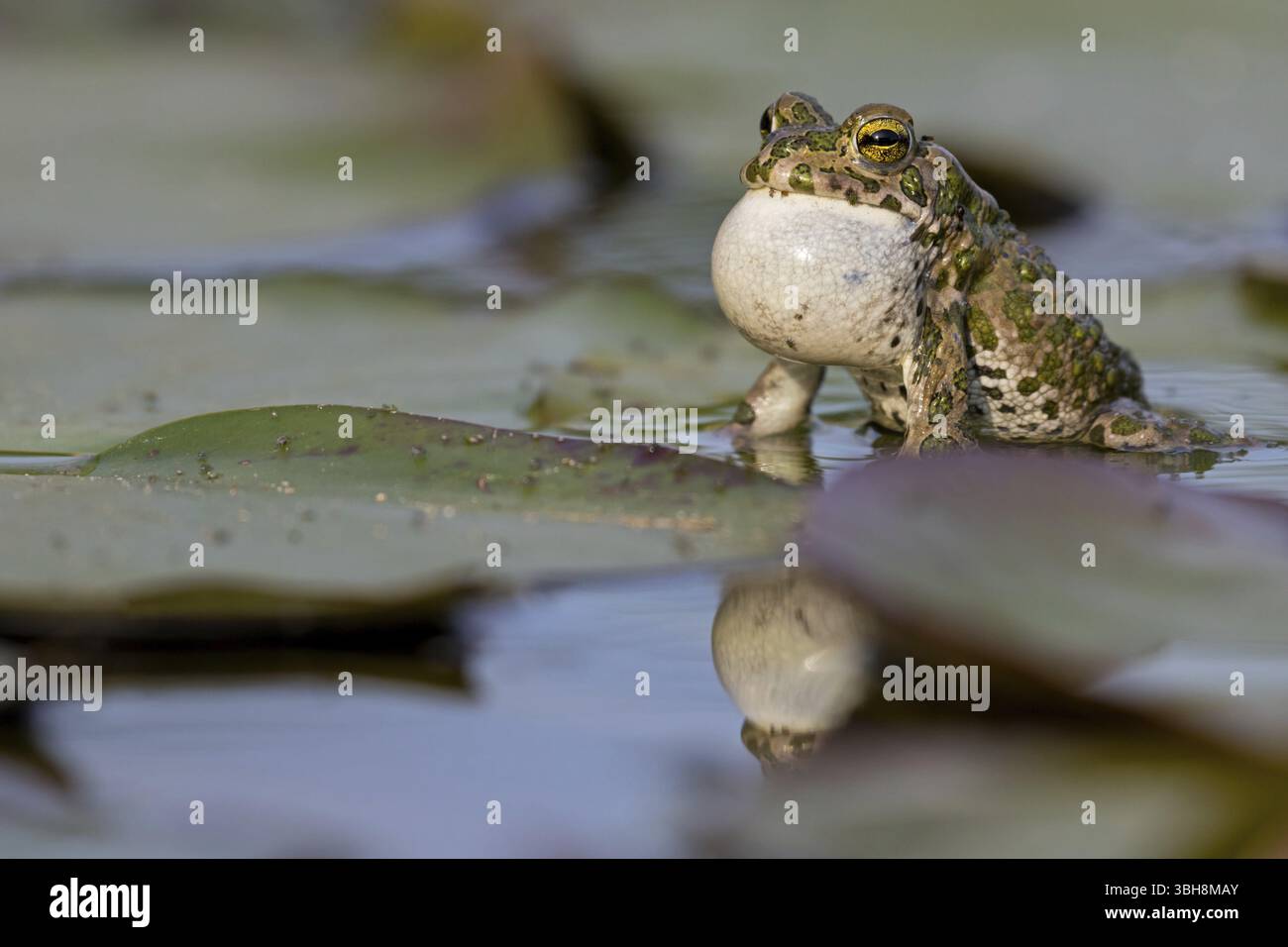 Crapaud vert, crapaud vert, crapaud maison, crapaud variable, crapaud village, crapaud panaché, (Bufotes viridis), animaux, grenouilles, famille des crapauds, Beindersheim, Bad Dï¿½ Banque D'Images