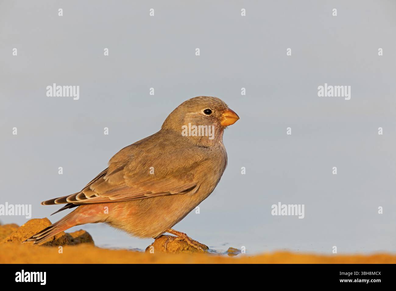 Finch du désert, famille des Finch, Finch, Finch trompettiste, (Rhodopechys githaginea), Roselin githagine, Bouvreuil githagine, Camachuelo Trompetero, Celias Wa Banque D'Images