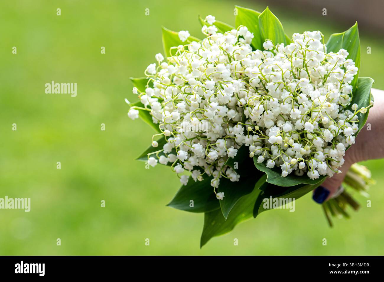 Bouquet de beau lis blanc de la fleur de vallée sur fond vert, espace copie Banque D'Images