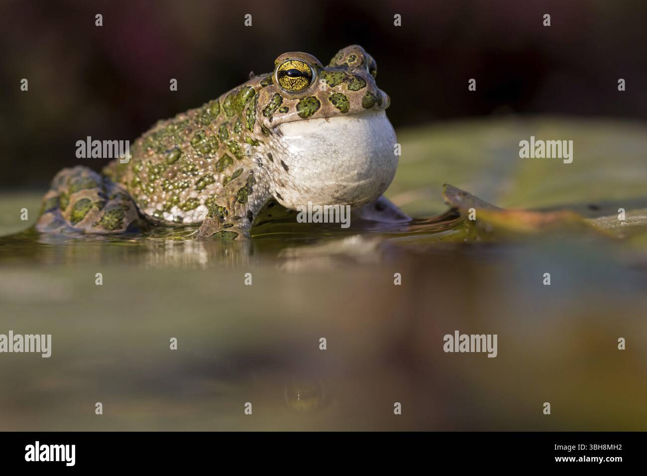 Crapaud vert, crapaud vert, crapaud maison, crapaud variable, crapaud village, crapaud panaché, (Bufotes viridis), animaux, grenouilles, famille des crapauds, Beindersheim, Bad Dï¿½ Banque D'Images