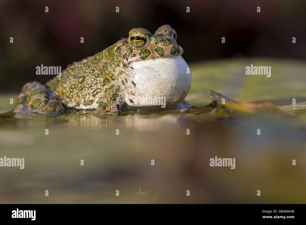 Crapaud vert, crapaud vert, crapaud maison, crapaud variable, crapaud village, crapaud panaché, (Bufotes viridis), animaux, grenouilles, famille des crapauds, Beindersheim, Bad Dï¿½ Banque D'Images