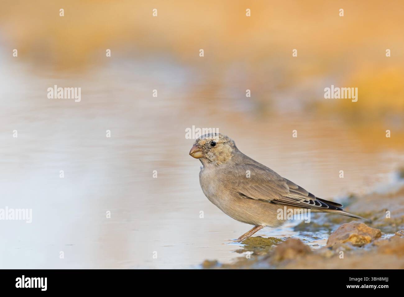 Finch du désert, famille des Finch, Finch, Finch trompettiste, (Rhodopechys githaginea), Roselin githagine, Bouvreuil githagine, Camachuelo Trompetero, Celias Wa Banque D'Images