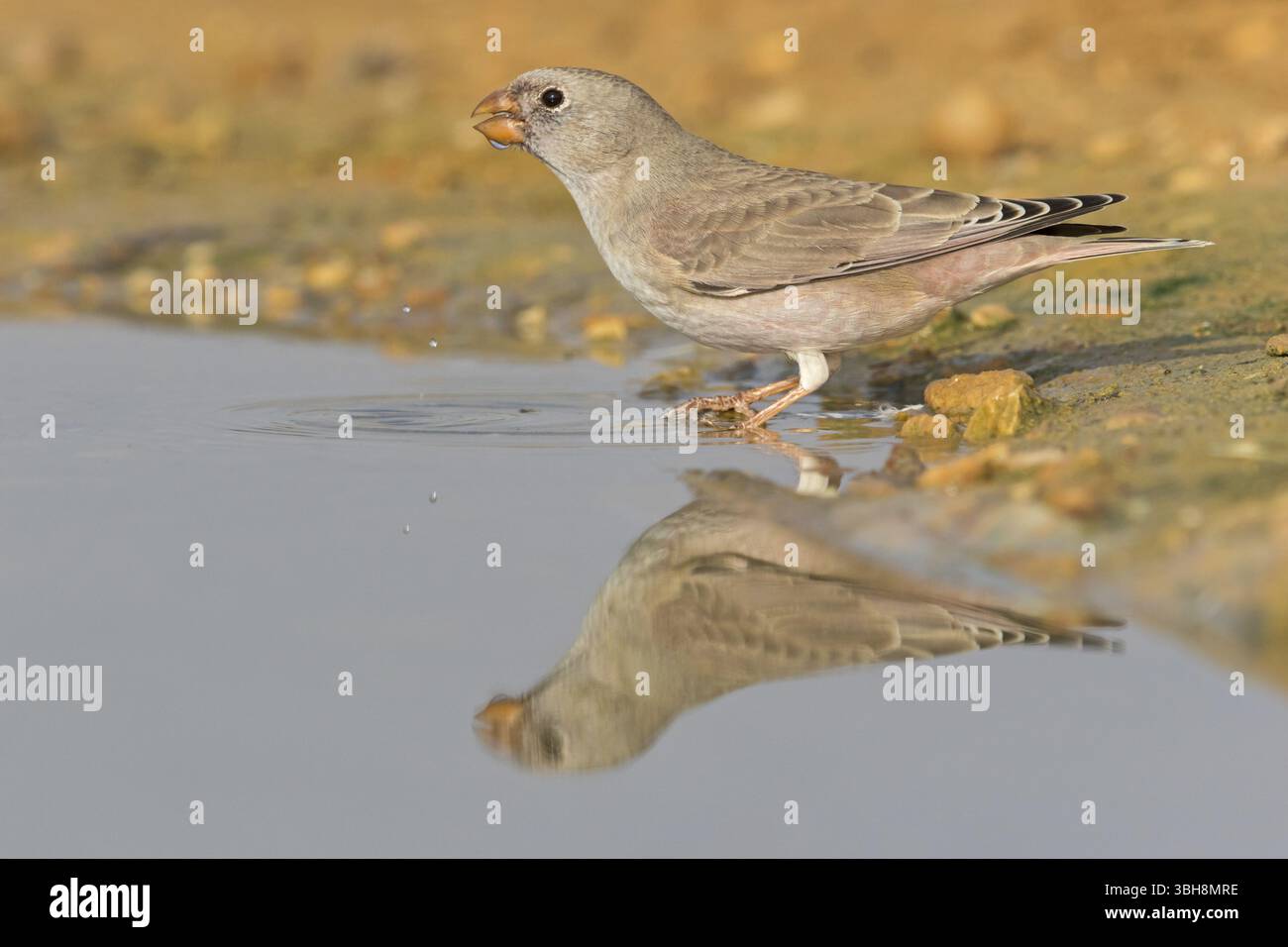 Desert Finch, Finch family, Finch, Trumpeter Finch, (Rhodopechys githaginea), Roselin githagine, Bouvreuil githagine, Camachuelo Trompetero, boissons wa Banque D'Images