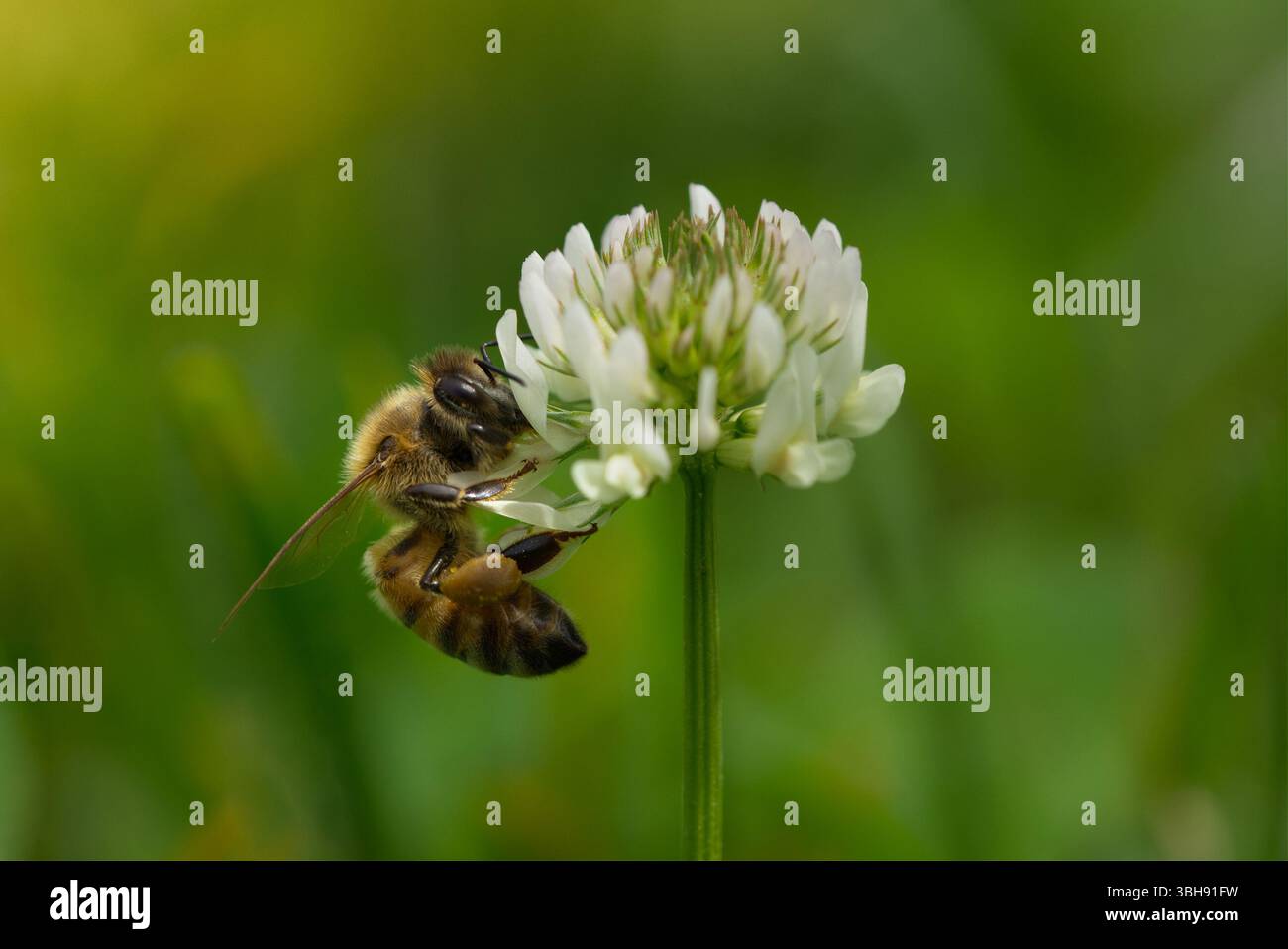 Titre : nectar de collecte d'abeilles de miel de White Clover Bloom un jour d'été Banque D'Images