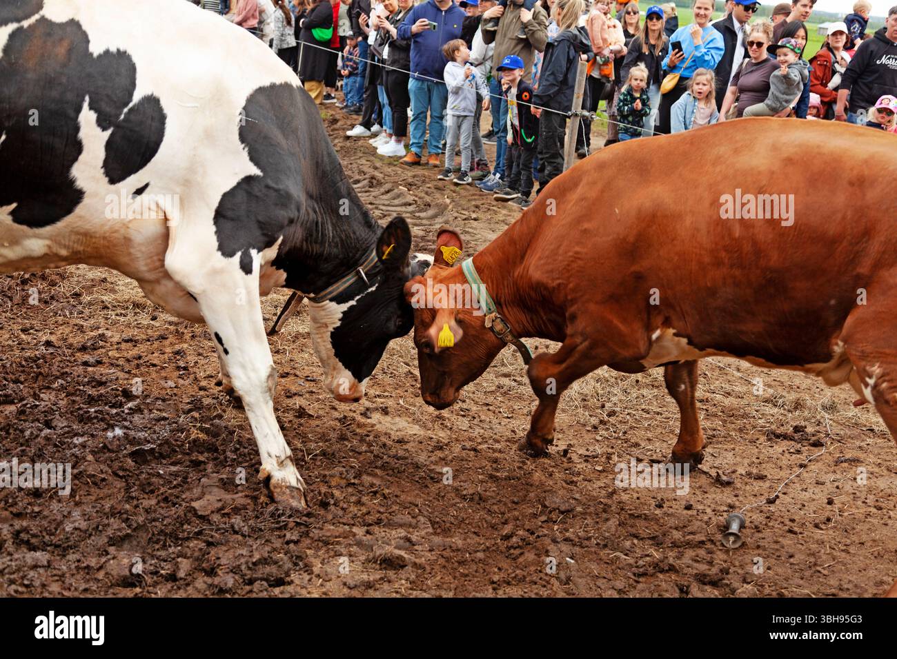 Deux vaches, une Holstein noire et blanche et une brune, s'affrontent dans une arène boueuse tandis que des spectateurs de tous âges regardent derrière une barrière, capturant un Banque D'Images