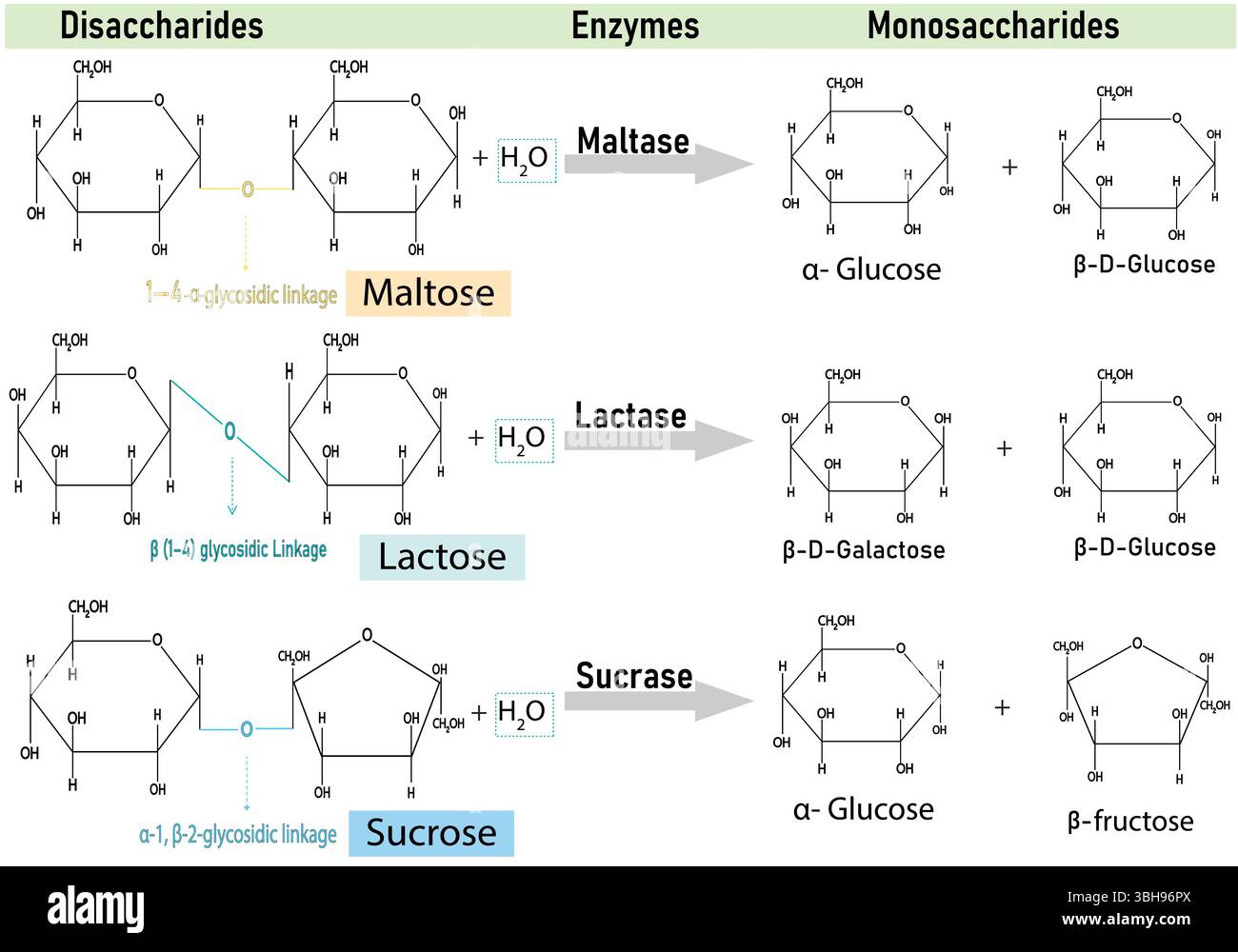 Digestion des glucides. Les enzymes maltase, sucrase et lactase catalysent les disaccharides maltose, lactose et saccharose en monosaccharides. Illustration de Vecteur