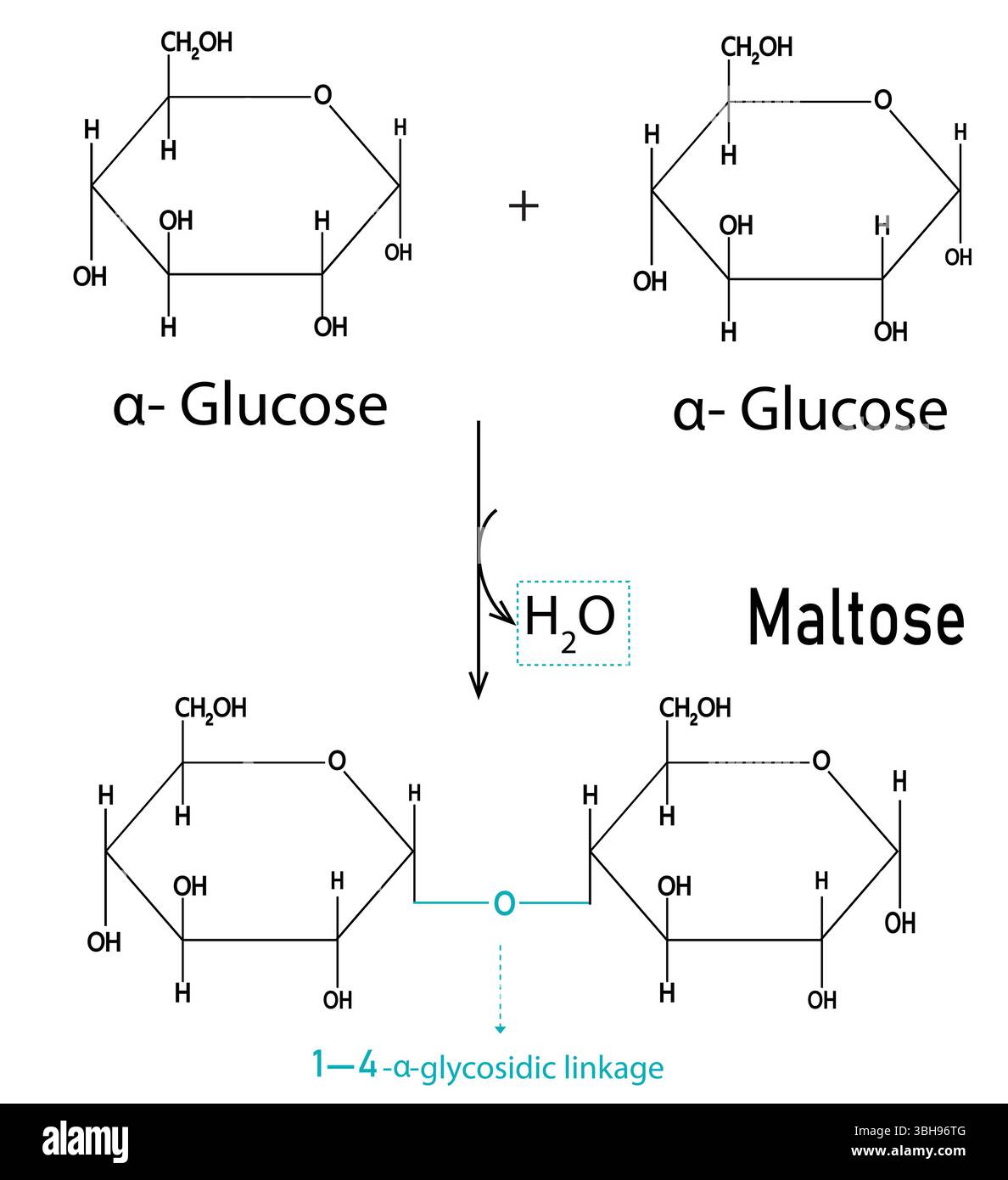 Diagramme de réaction de formation du maltose – illustration vectorielle de la condensation du α-d-glucose et du α-d-glucose avec liaison glycosidique. Médical et biochimie. Illustration de Vecteur