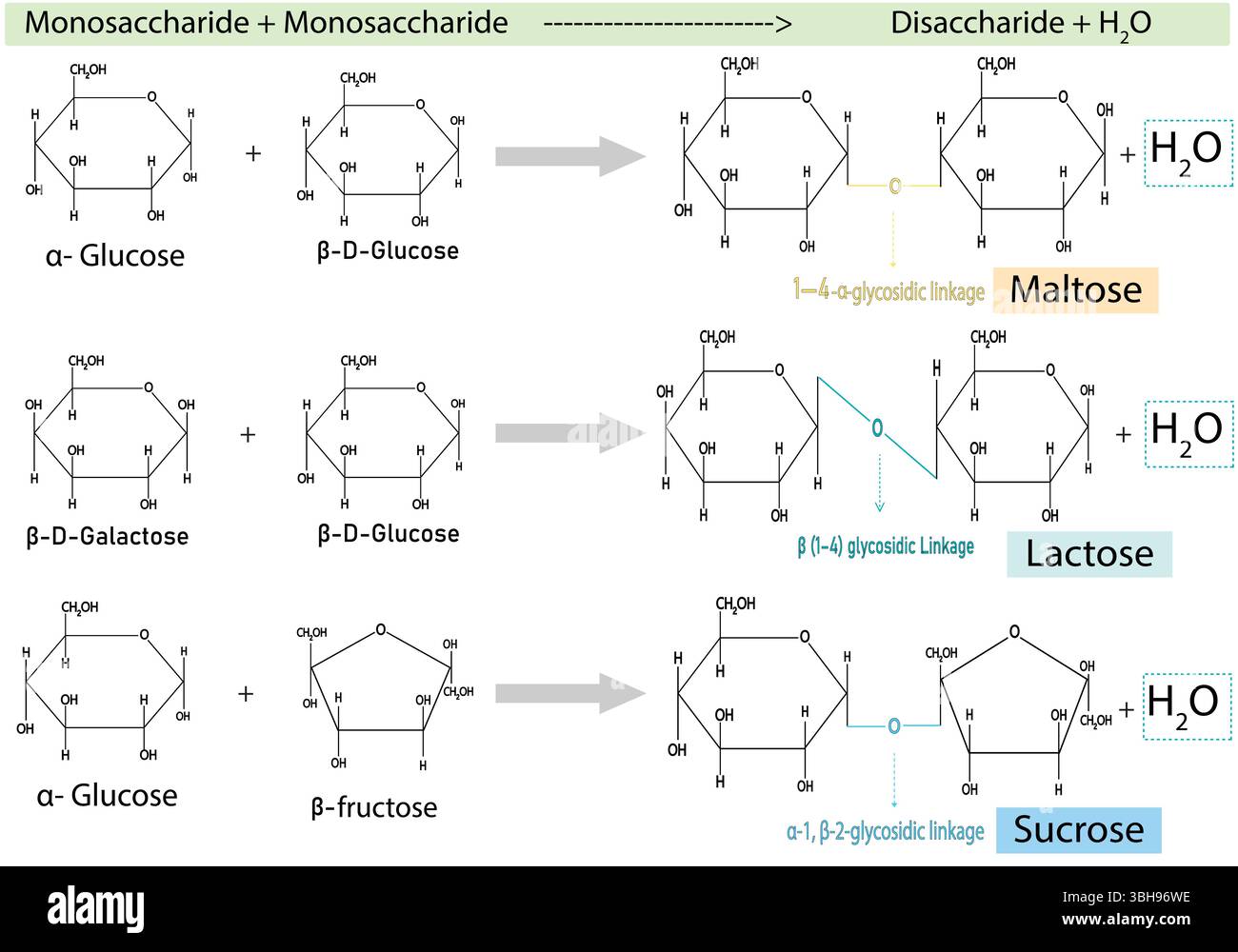 Formation de disaccharides à partir de monosaccharides – diagramme vectoriel de la formation de liaisons glycosidiques dans le maltose, le lactose et le saccharose avec libération d'eau. Illustration de Vecteur