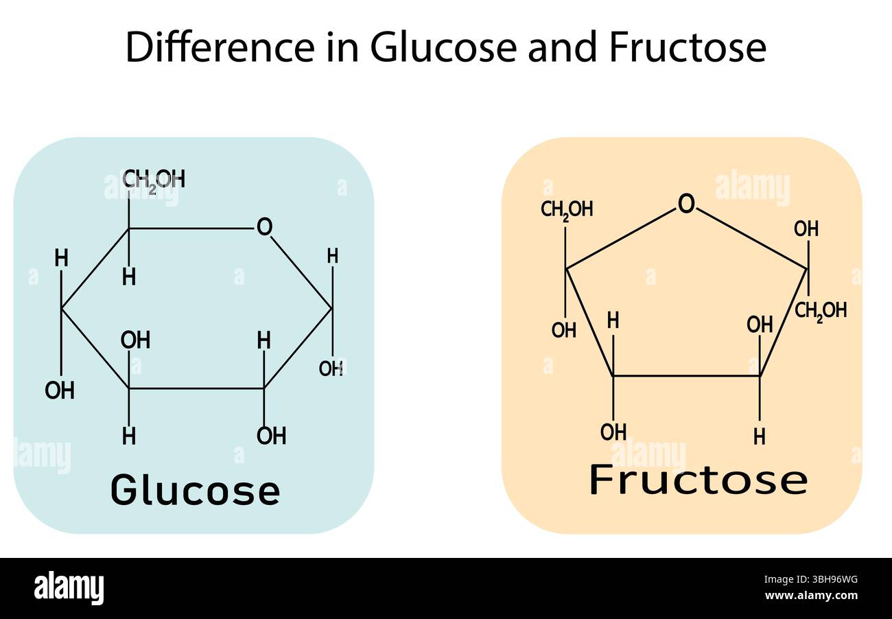Structure chimique du glucose et du fructose sur fond blanc. Utile pour la présentation d'affiches médicales et biochimiques illustration vectorielle. Illustration de Vecteur