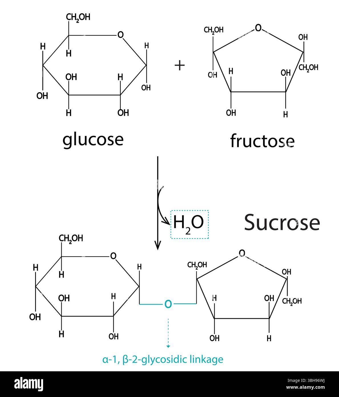 Diagramme de réaction de formation de saccharose – illustration vectorielle de la condensation du α-d-glucose et du β-d-fructose avec une liaison glycosidique. Médical et biochimie. Illustration de Vecteur