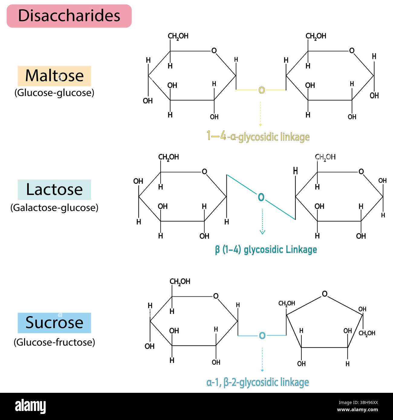 La plupart des sucres communs, fructose, saccharose et lactose avec la formule chimique et avec leurs noms illustration vectorielle infographie Illustration de Vecteur