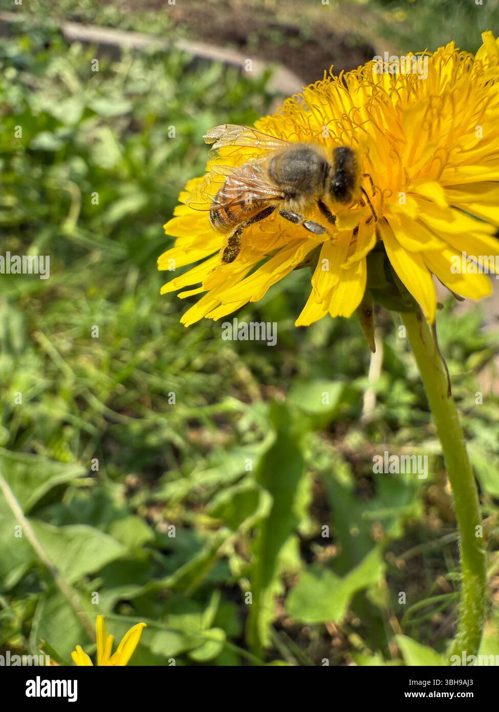 Abeille de miel dans la fleur de pissenlit, macro shot Banque D'Images