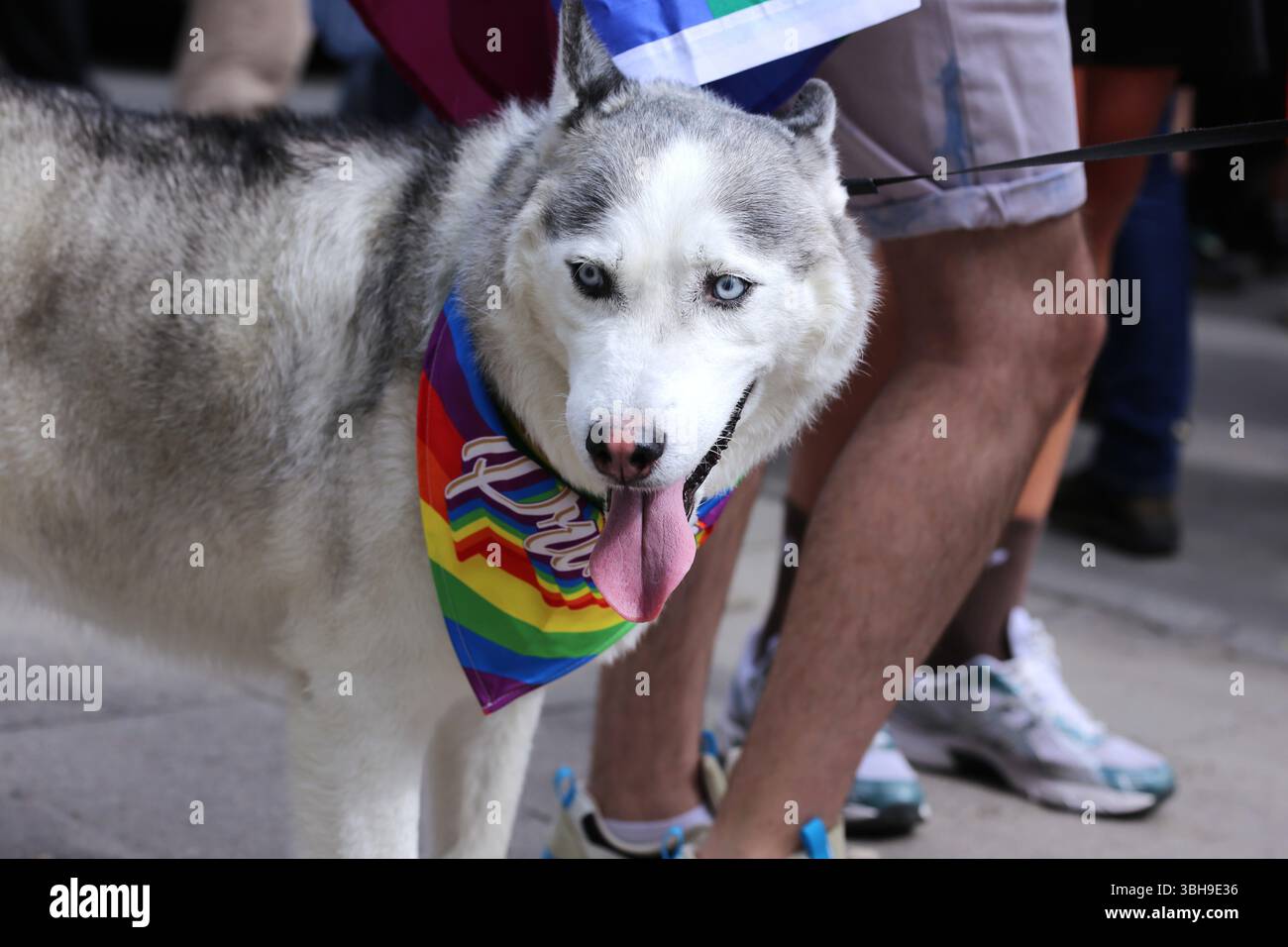 Vilnius, Lituanie – 7 juin 2025 : chien Husky portant un bandana Pride coloré à la Baltic Pride du 2025 mars, pendant le mois international de la fierté Banque D'Images
