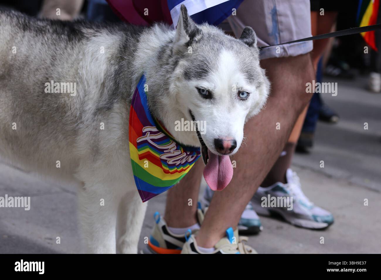 Vilnius, Lituanie – 7 juin 2025 : chien Husky portant un bandana Pride coloré à la Baltic Pride du 2025 mars, pendant le mois international de la fierté Banque D'Images