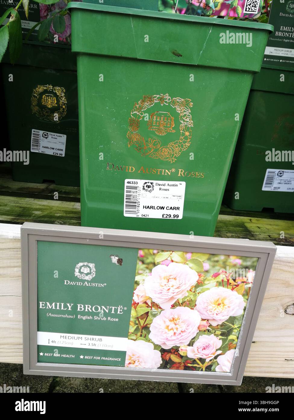 Exposition de David Austin Roses au Garden Center avec la variété Emily Brontë. Snowhill, Royaume-Uni Banque D'Images