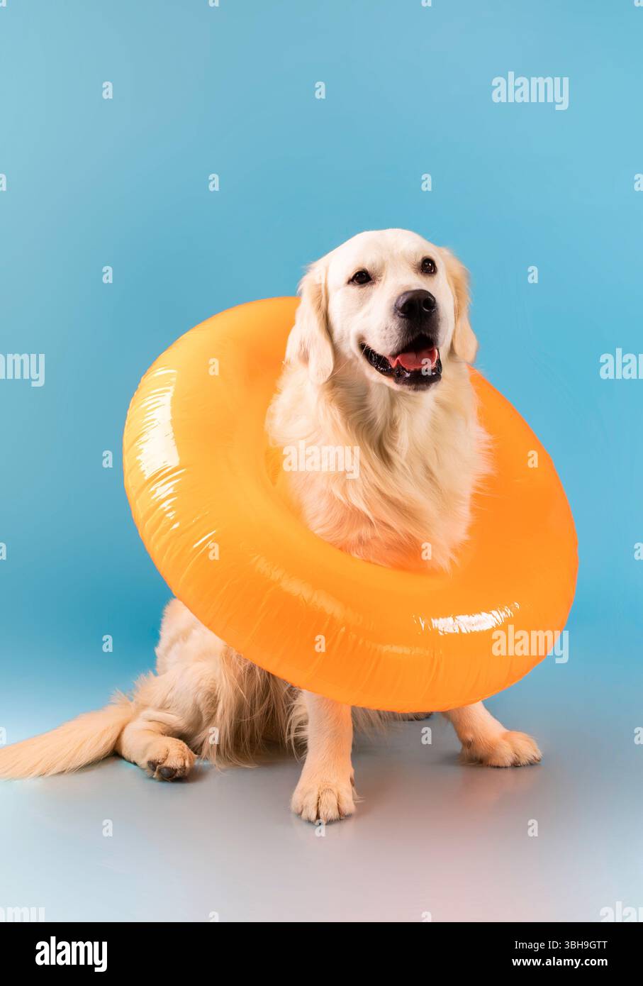 Portrait d'un joli chien en bonne santé posé dans l'anneau de natation Banque D'Images