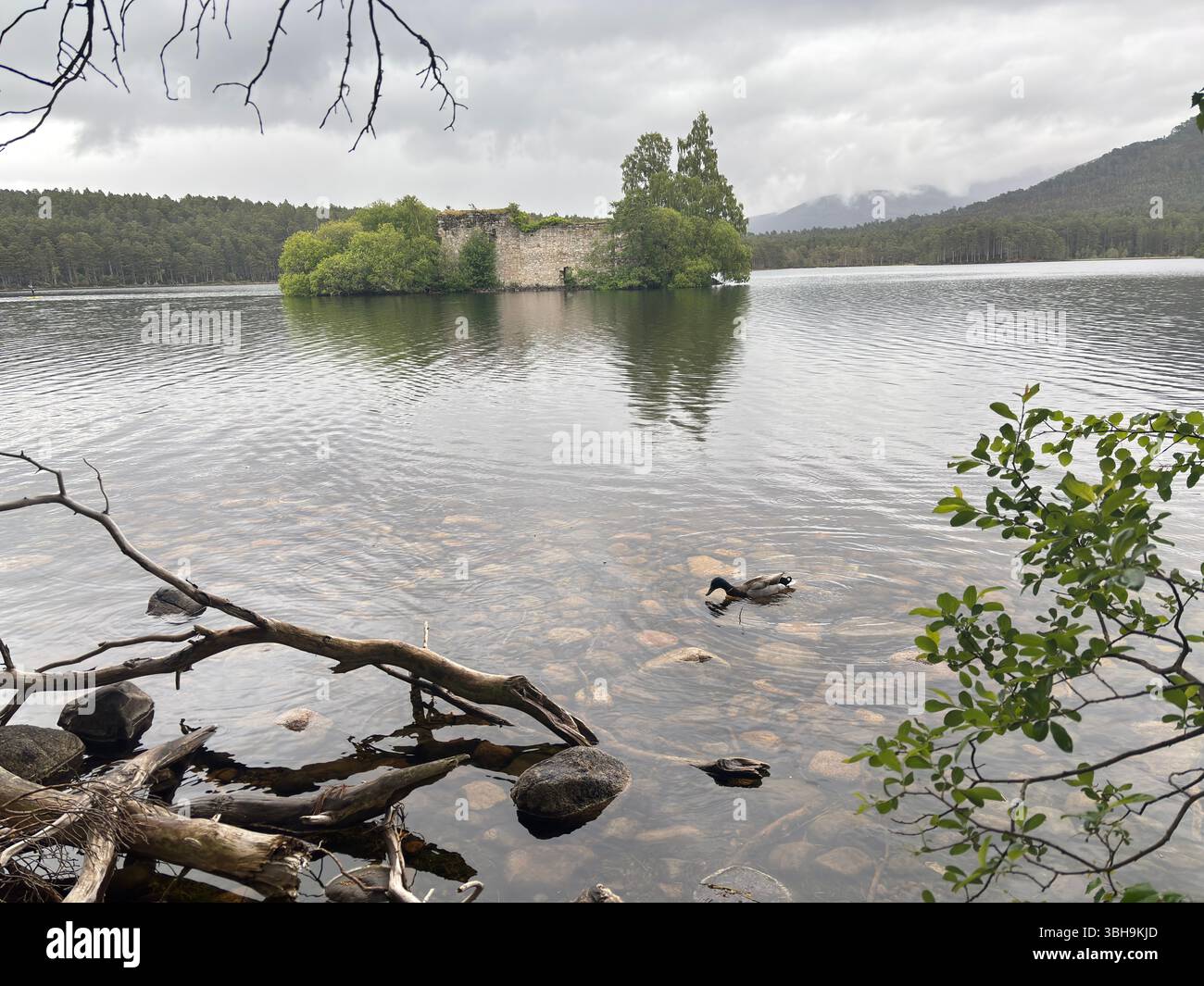 Promenade relaxante à travers les bois de Rothiemurchus jusqu'au paisible Loch an Eilein, avec un château en ruines encadré de pins anciens et de pics Cairngorm. Banque D'Images