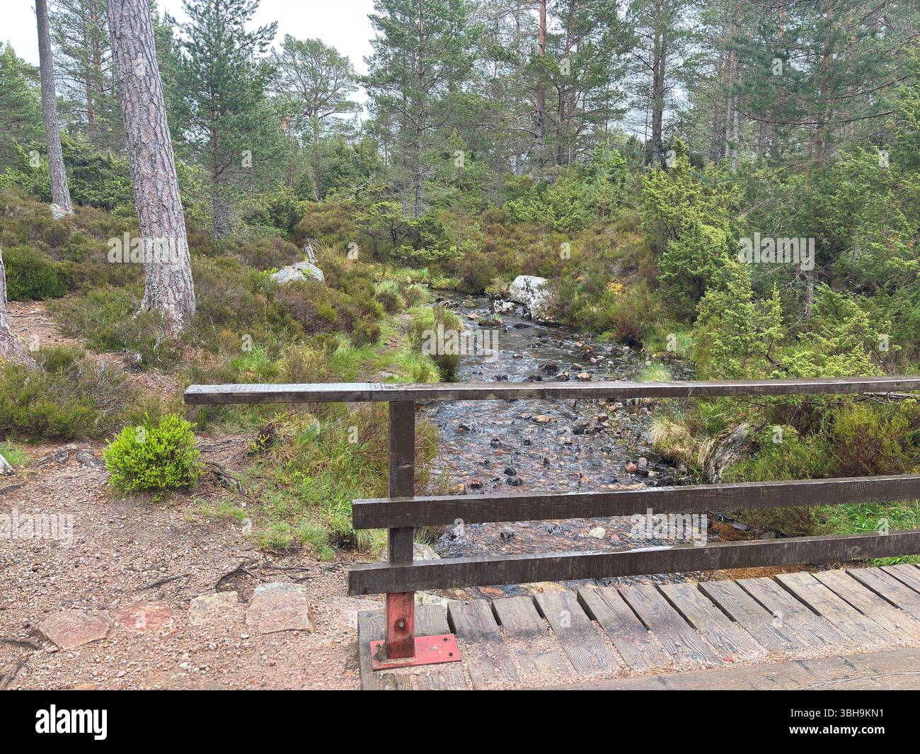 Promenade relaxante à travers les bois de Rothiemurchus jusqu'au paisible Loch an Eilein, avec un château en ruines encadré de pins anciens et de pics Cairngorm. Banque D'Images