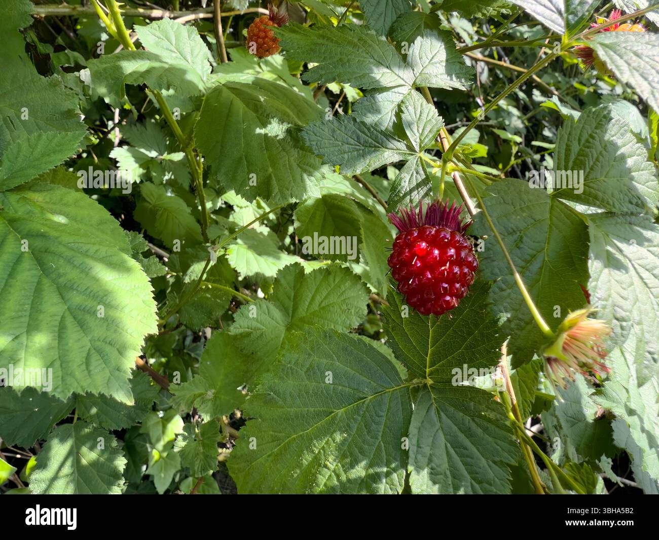 Framboises biologiques sauvages fruit Berry dans les bois pendant la saison du printemps Banque D'Images