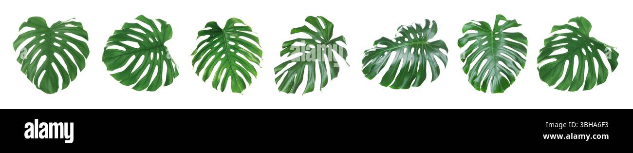 Feuilles tropicales vertes de plante monstera isolées sur blanc, serties Banque D'Images