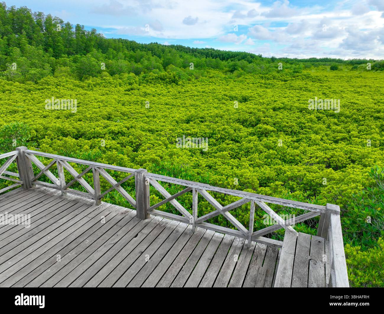 Forêt de mangroves verdoyantes avec des ponts en bois pour les sentiers de la nature, favorisant l'écotourisme et mettant en valeur les avantages de la capture du carbone. Vital pour l'atténuation Banque D'Images