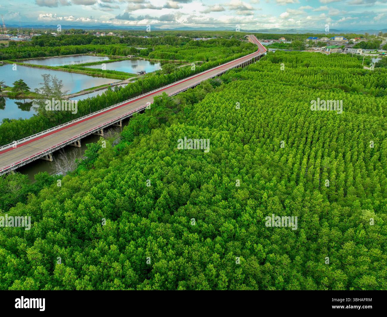 Vue aérienne par drone d'une route en béton traversant une forêt verdoyante de mangroves, des mangroves capturant le CO2 et servant de puits de carbone naturel à l'intérieur Banque D'Images