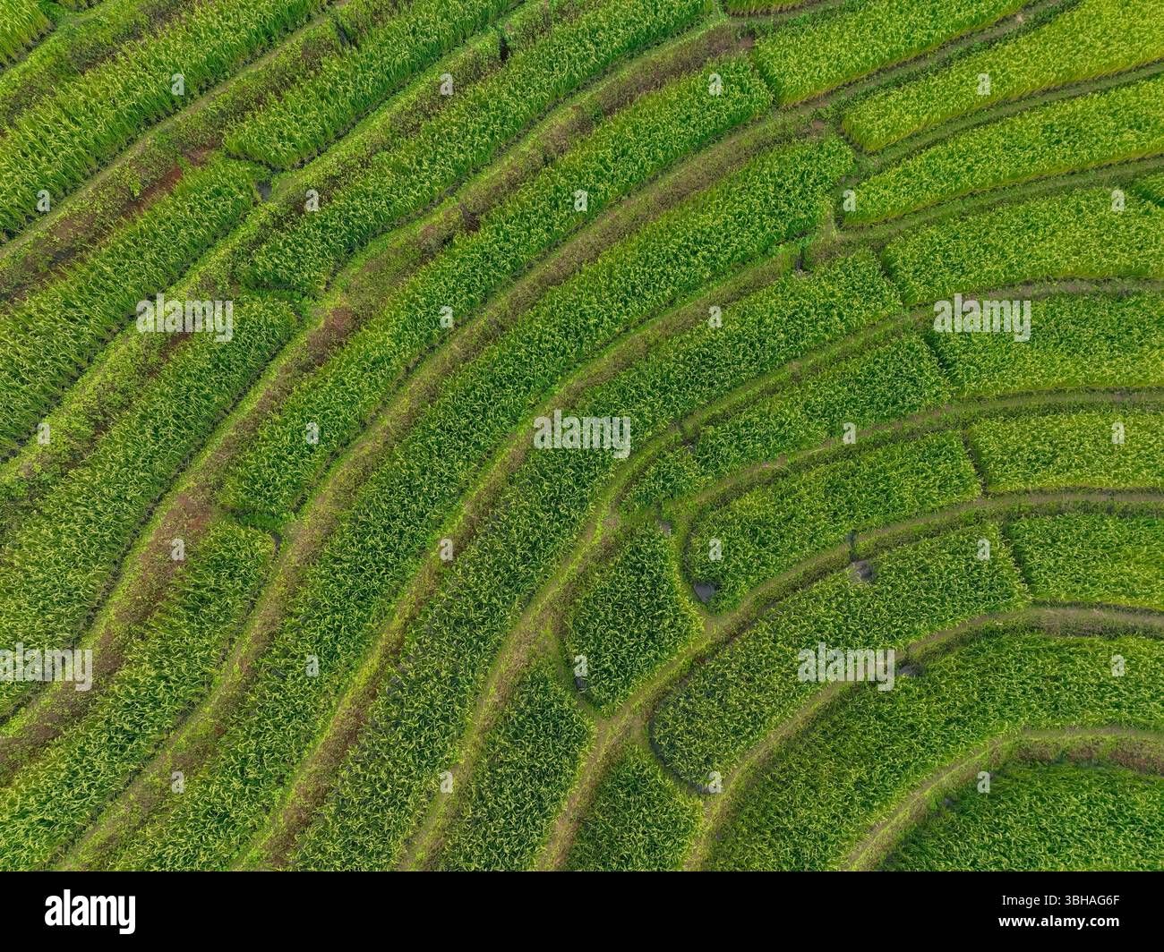 Paysage de champ de terrasse de riz vert. ECO Living, agriculture biologique et terrasses de montagne à la campagne. Tourisme écologique. Agriculture traditionnelle, durable Banque D'Images