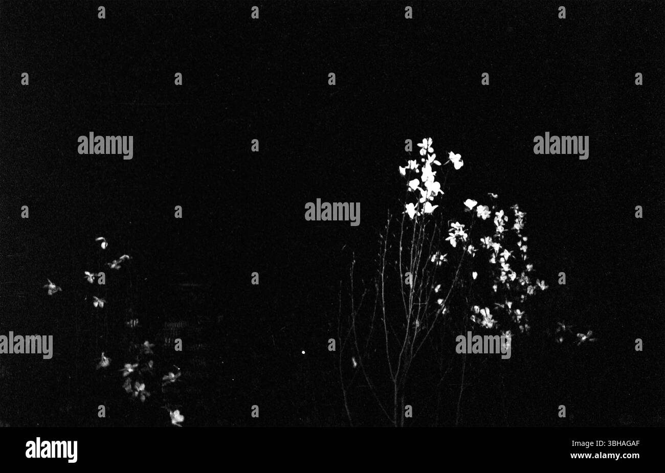 Fleurs de Magnolia à floraison nocturne du début des années 2010, Chine Banque D'Images