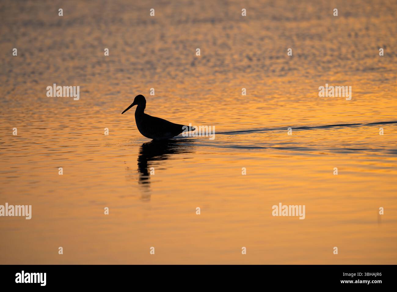 La silhouette d'un willet pataugant dans les eaux peu profondes de l'océan dans des teintes douces et dorées de lever de soleil projetant une lueur chaude sur la scène. Banque D'Images