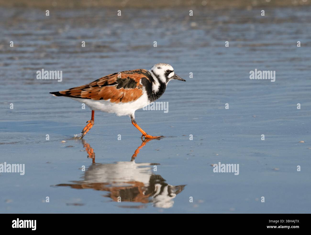 La pierre tournante rouillée (Arenaria interpres) dans le plumage d'été qui traverse les eaux peu profondes, Galveston, Texas, États-Unis Banque D'Images
