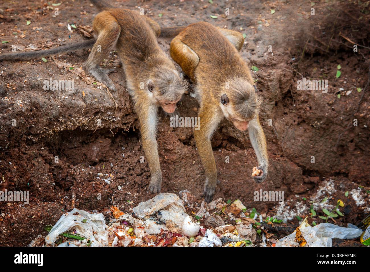 Deux singes sont vus en train d'inspecter et de se nourrir à travers une pile de déchets jetés dans un endroit semi-urbain pendant la mi-journée. Leur curiosité les pousse à e. Banque D'Images