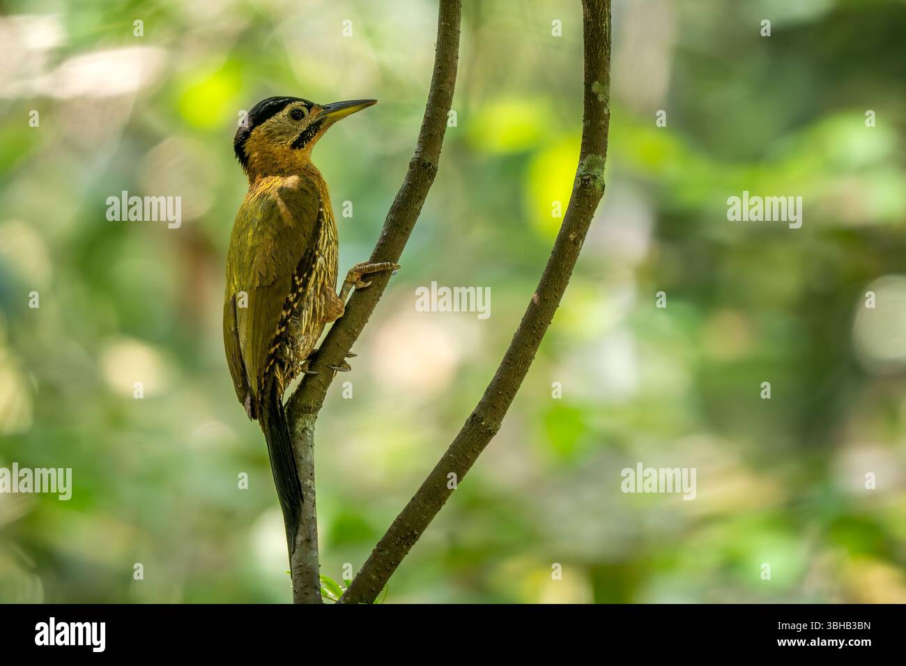 Pic lacé - Picus vittatus, beau pic coloré originaire des forêts et des bois d'Asie du Sud-est, Vietnam. Banque D'Images