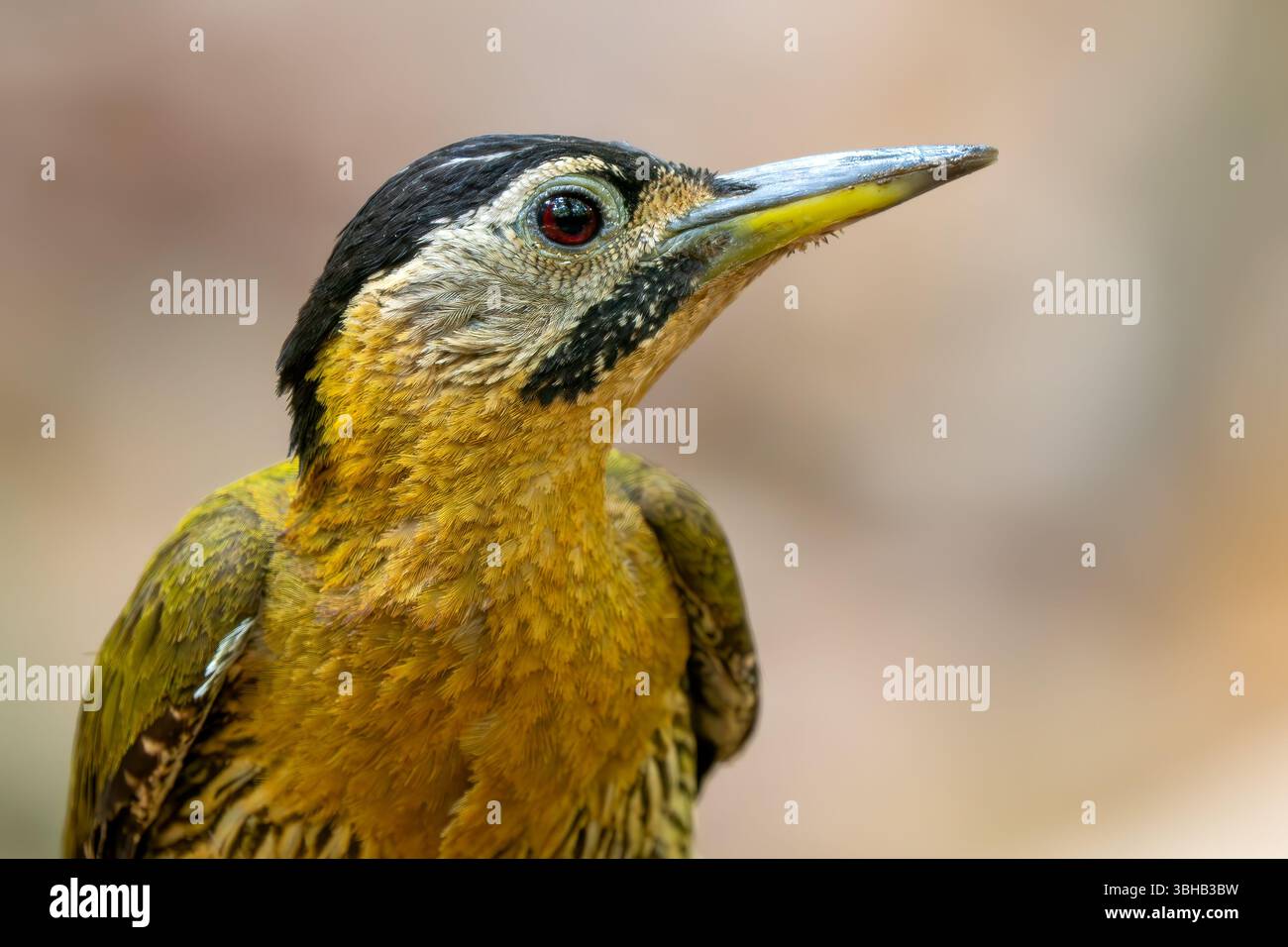 Pic lacé - Picus vittatus, beau pic coloré originaire des forêts et des bois d'Asie du Sud-est, Vietnam. Banque D'Images