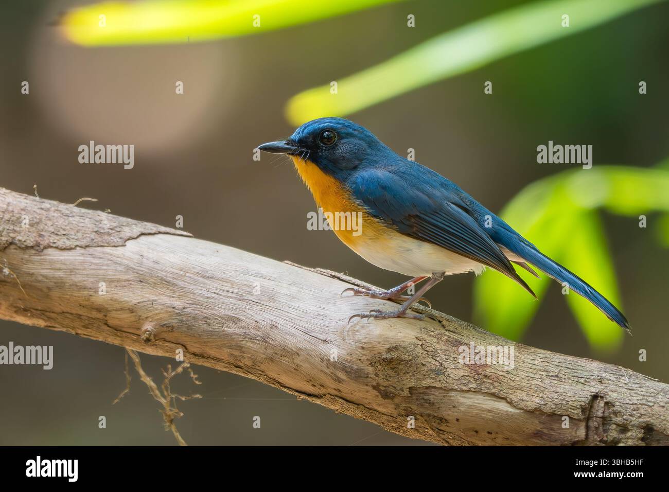 Hill Blue Flycatcher - Cyornis whitei, bel oiseau perché coloré de la forêt asiatique et des bois, Vietnam. Banque D'Images