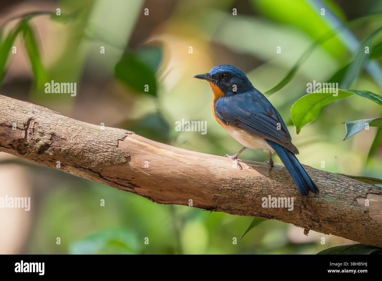 Hill Blue Flycatcher - Cyornis whitei, bel oiseau perché coloré de la forêt asiatique et des bois, Vietnam. Banque D'Images