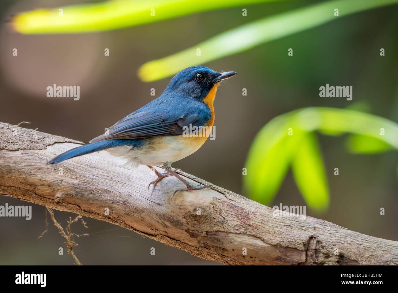 Hill Blue Flycatcher - Cyornis whitei, bel oiseau perché coloré de la forêt asiatique et des bois, Vietnam. Banque D'Images