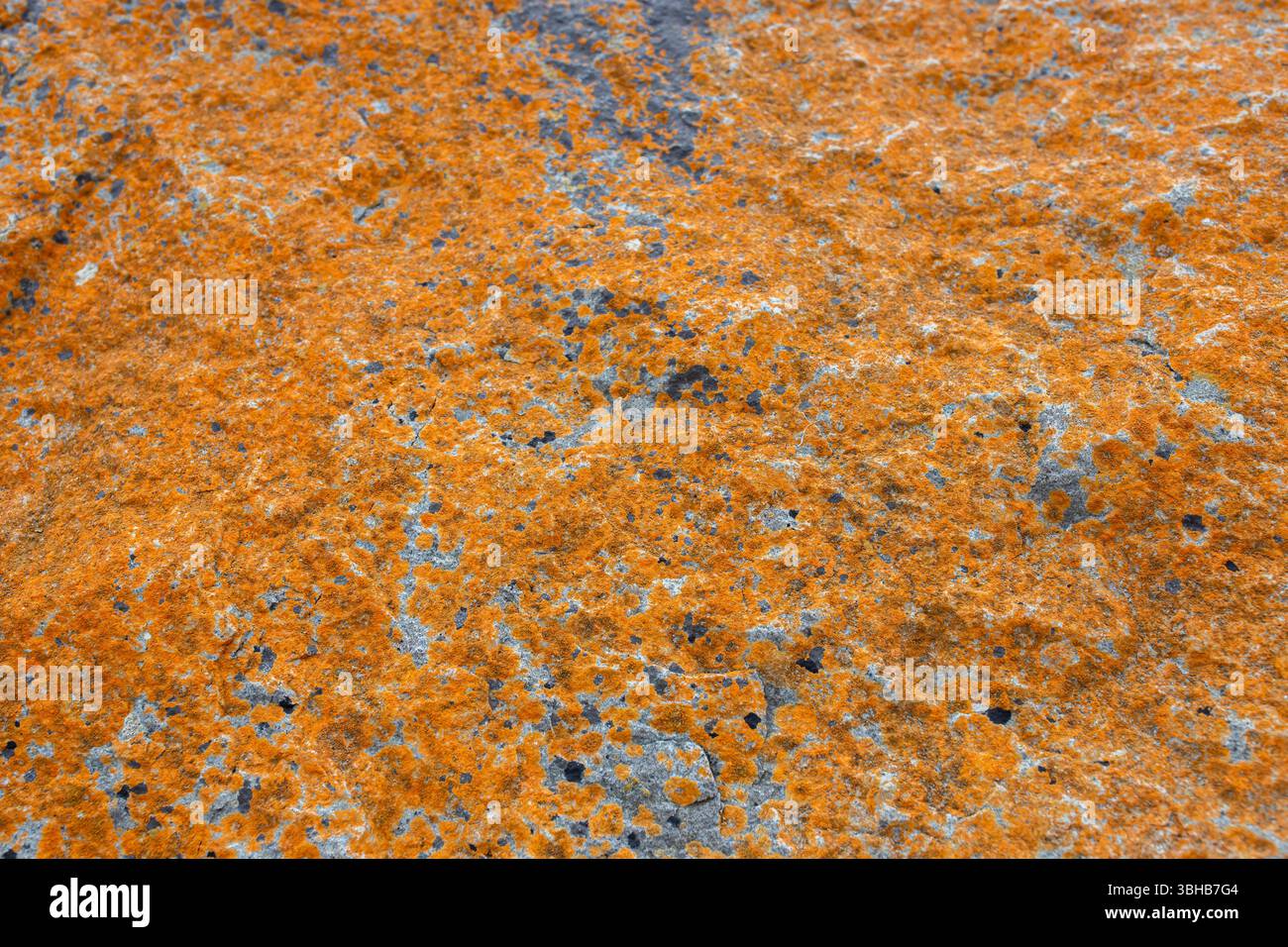 Lichen orange poussant sur un rocher de granit sur la côte. Concept abstrait de fond de monde naturel. Banque D'Images