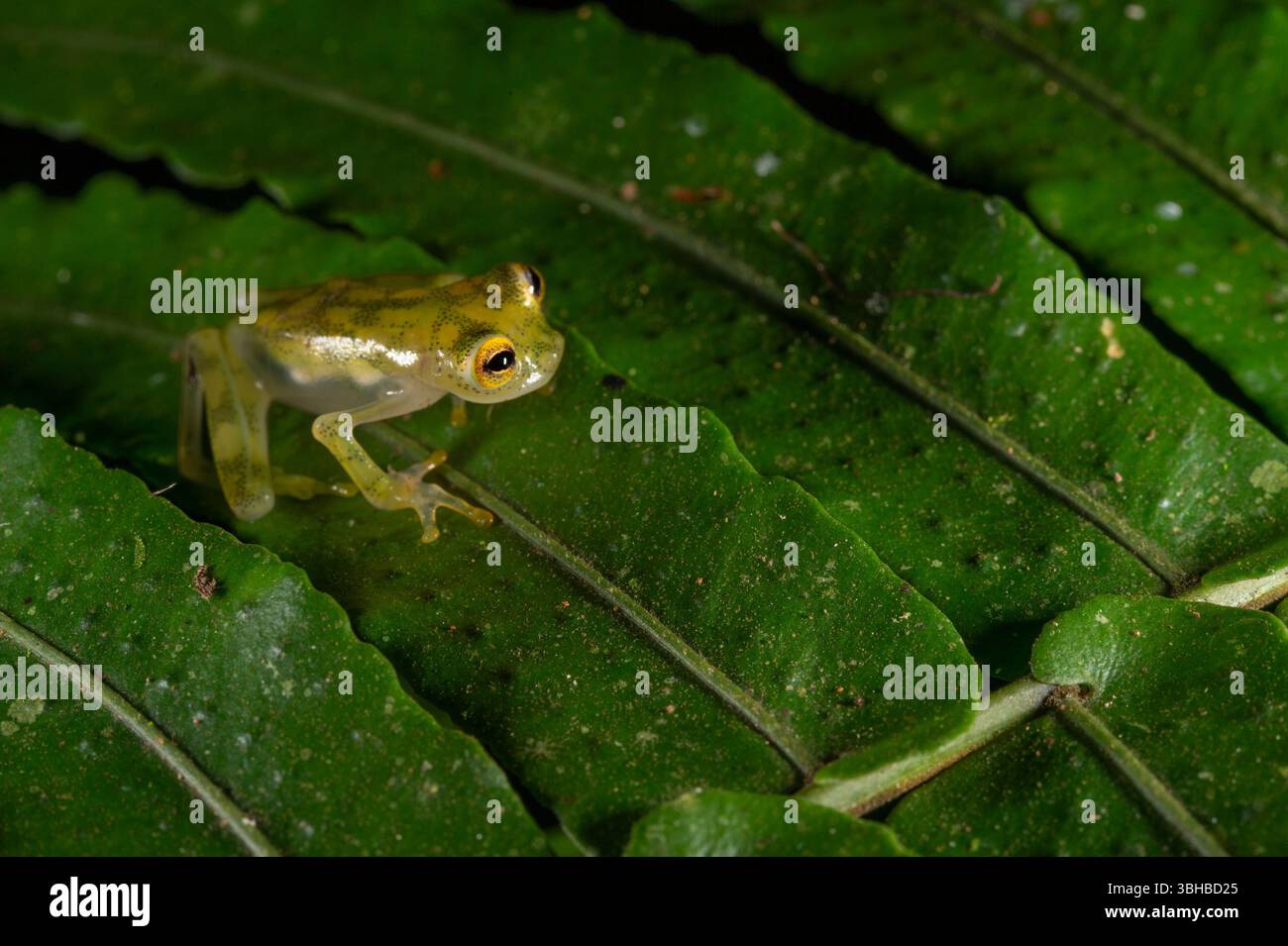 Grenouille de verre émeraude, Espadarana prosoblepon, Centrolenidae, Parc National Manuel Antonio, Costa Rica, Centroamerica Banque D'Images