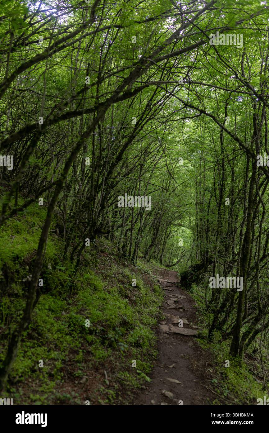 Plan vertical du sentier forestier avec un feuillage riche et des branches arquées. Banque D'Images