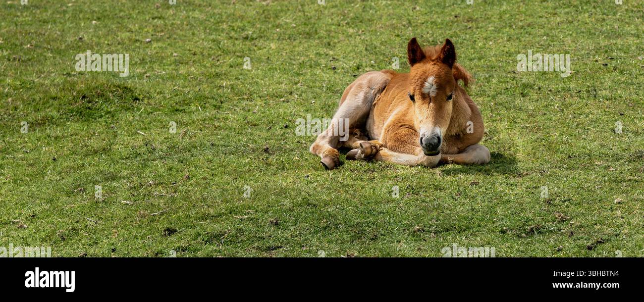 Une image panoramique d'un poulain sauvage de Bodmin Pony reposant sur Bodmin Moor en Cornouailles au Royaume-Uni. Banque D'Images Une image panoramique d'un poulain sauvage de Bodmin Pony reposant sur Bodmin Moor en Cornouailles au Royaume-Uni. Banque D'Images