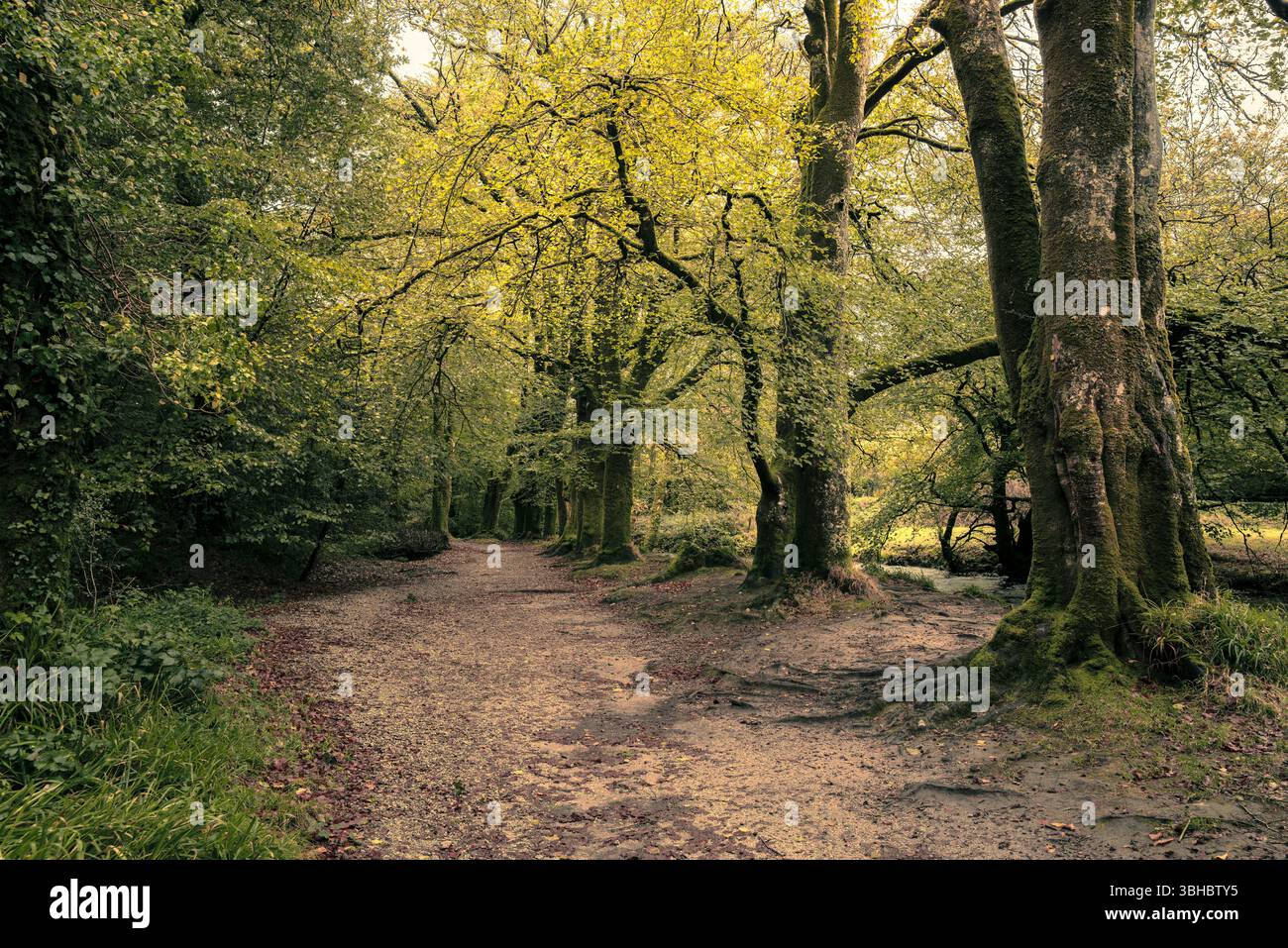 Golitha Falls. La piste de Beech Loop dans l'atmosphère antique Draynes Wood sur Bodmin Moor en Cornouailles au Royaume-Uni. Banque D'Images