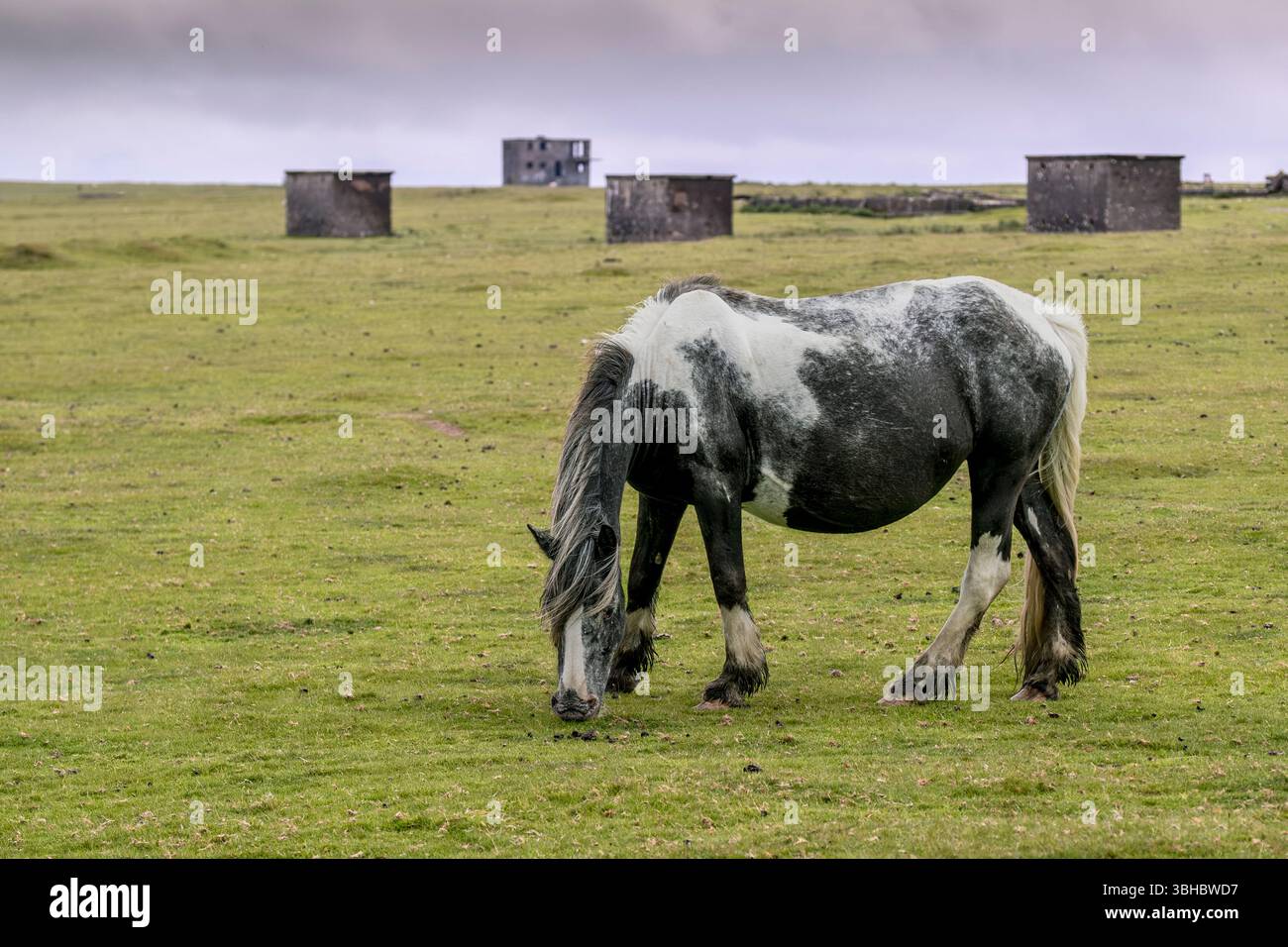 Un poney de Bodmin sauvage paissant sur l'aérodrome historique désaffecté de la RAF Davidstow sur Bodmin Moor en Cornouailles au Royaume-Uni. Les restes de divers bâtiments en t Banque D'Images