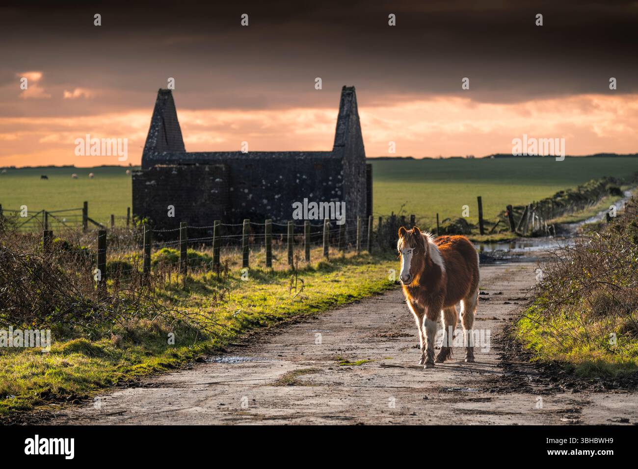 Lumière du soir au-dessus d'un légendaire poney sauvage Bodmin marchant le long d'une route de ferme devant un bâtiment en ruine sur Bodmin Moor en Cornouailles au Royaume-Uni. Banque D'Images