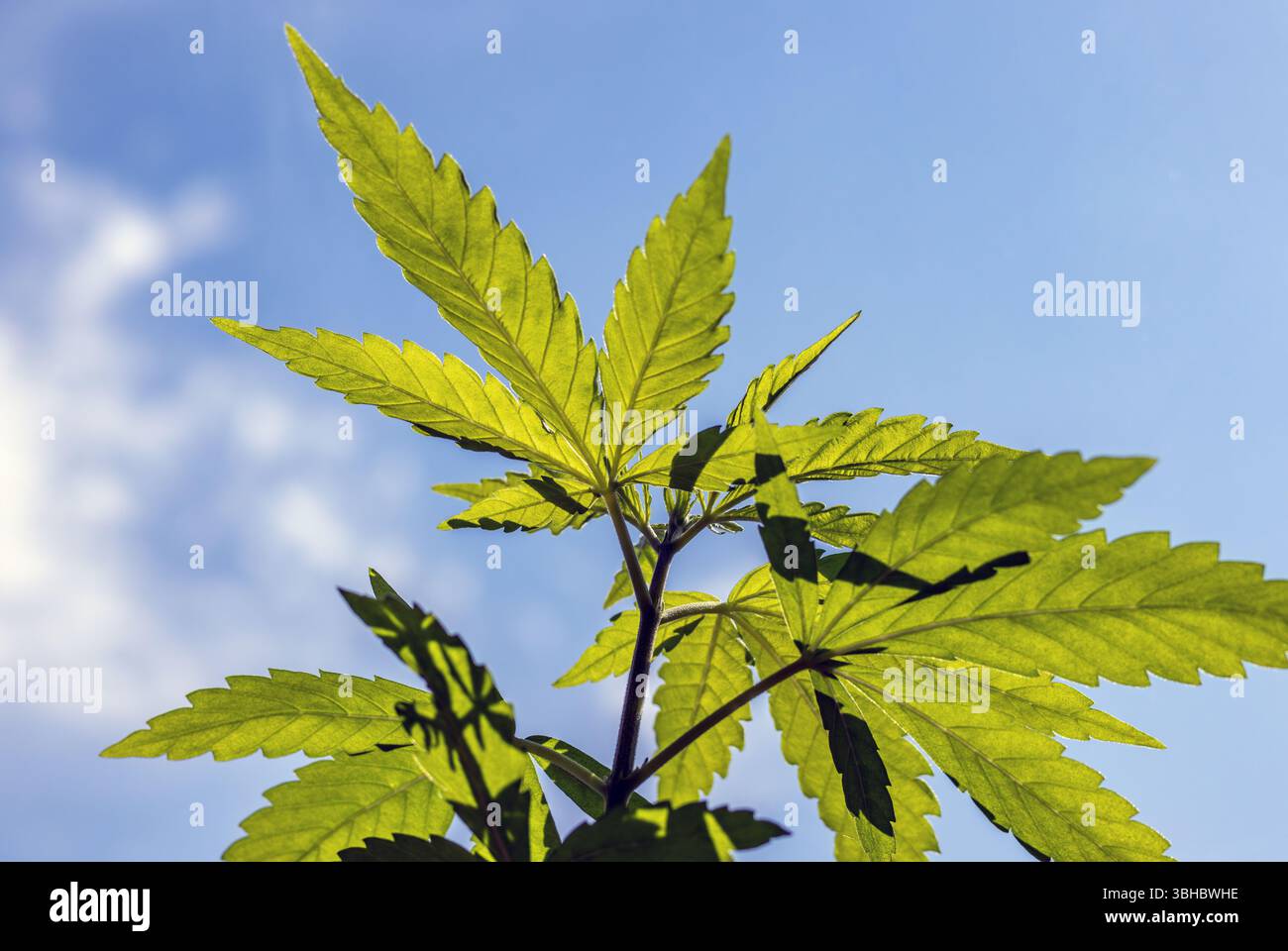 feuilles d'une jeune plante de cannabis à la fenêtre Banque D'Images